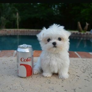 Meet your Posher, Alice